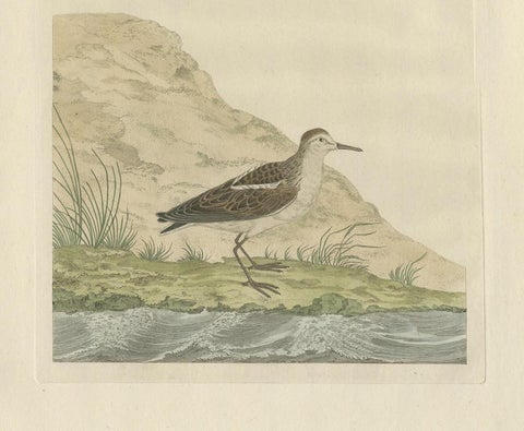 Little Stint, Antique Dutch Ornithology Print by Sepp and Nozeman, circa 1797, view 3