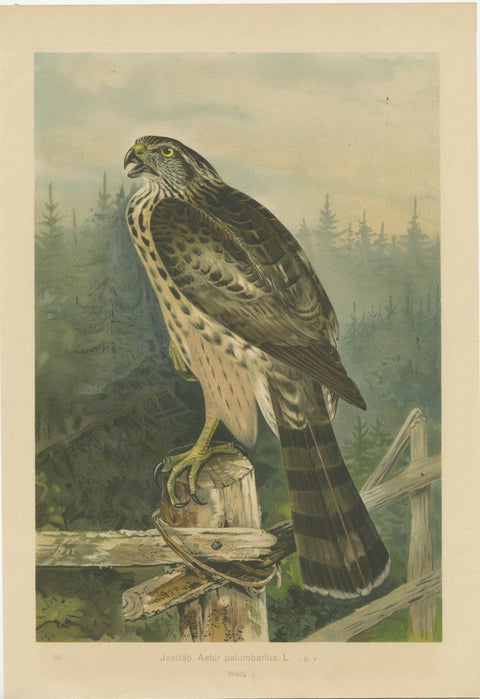 The Golden Eagle and Northern Goshawk by J.F. Naumann, Original Vintage, 1901, view 2