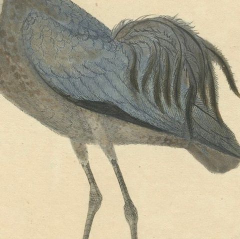 Original Antique Hand-colored Copperplate Engraving of a Crane, 1794, close-up 6