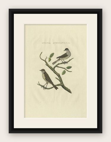Antique Bird Print of the Eurasian Blackcap by Sepp & Nozeman, 1829, shown framed