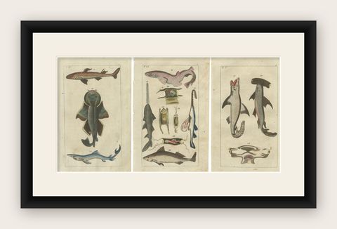 Set of 3 Antique Fish Prints, White Shark, Sawfish, Catshark, shown framed