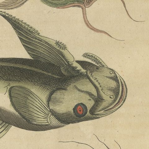 Five Catfish with Long Barbels, Antique Bertuch Print, circa 1815, close-up 6
