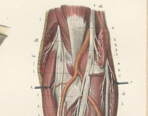 The Humerus and the Nerve Trunks of the Arm, Hirschfeld Anatomy Print, 1866, view 5