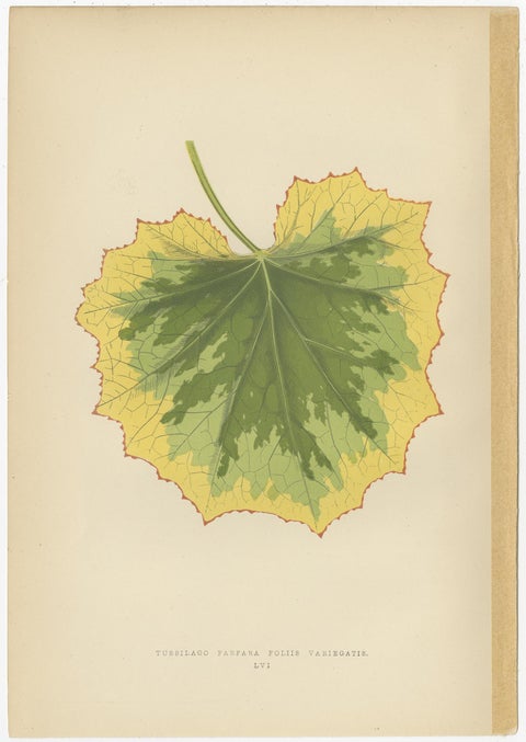 Set of 6 Botany Prints - Alocasia Metallica - Echites Nutans (1891), view 2