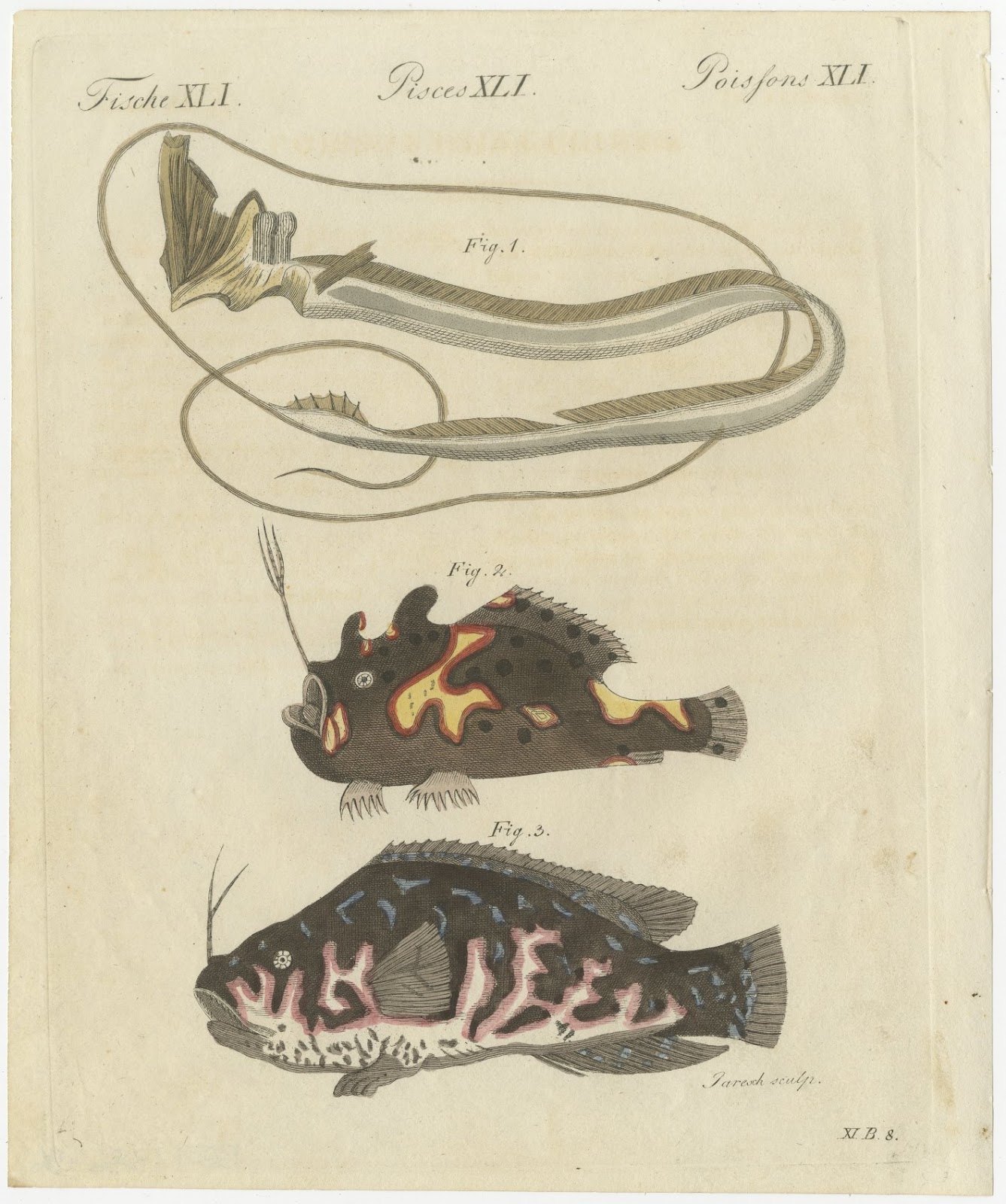 Frogfish with Lure and a Ribbon Fish, Antique Bertuch Print, circa 1810