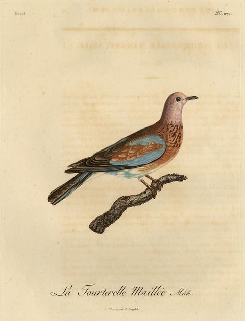 Original Antique Handcolored Bird Print of a Male Laughing Dove, 1803, view 2