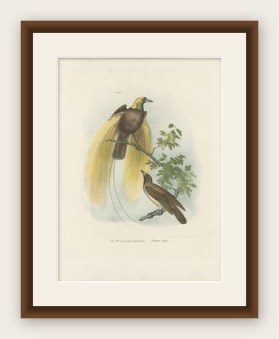 Greater Bird of Paradise Male & Female Hand-Colored Lithograph, c.1875, shown framed
