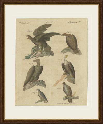 Eagles including the Bald Eagle, Antique Bertuch Print, circa 1805, shown framed