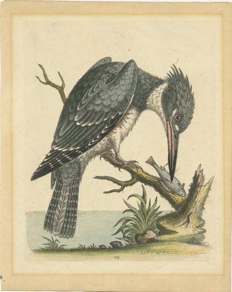 Majestic Hunter: The American Belted Kingfisher in Its Natural Habitat, 1749, view 2
