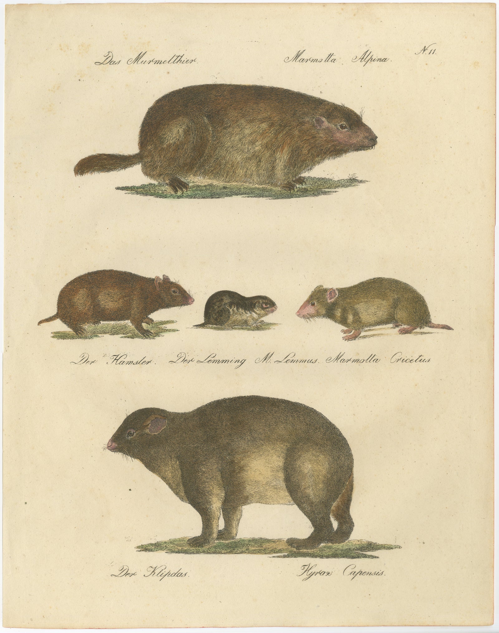 Alpine Marmot, Hamster, Lemming & Rock Hyrax, Brodtmann Lithograph, 1816