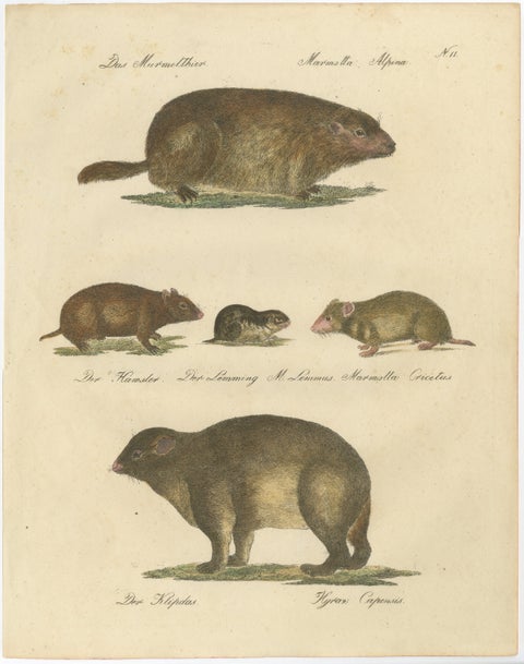 Alpine Marmot, Hamster, Lemming & Rock Hyrax, Brodtmann Lithograph, 1816