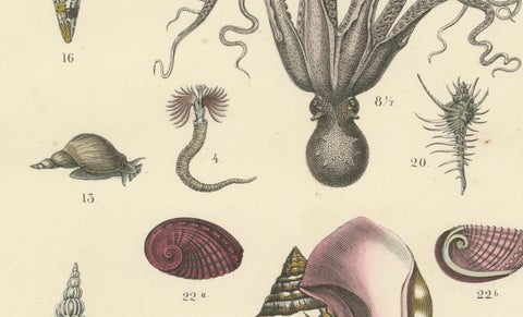 Molluscs & Marine Invertebrates Print: Octopus, Slug, Snails, Conch, 1867, close-up 2