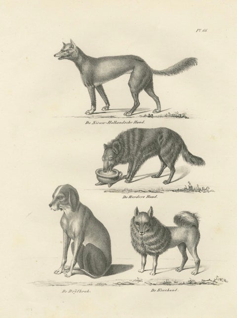 19th-Century Lithograph of Wild and Domestic Dogs, Including the Dingo and Spitz, close-up 5