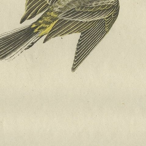 Beautiful Hand-Colored Antique Bird Print of the Western Yellow Wagtail, 1789, close-up 1