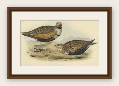 Antique Hand-Colored Bird Print of the Sand Grouse by Gould, 1832, shown framed