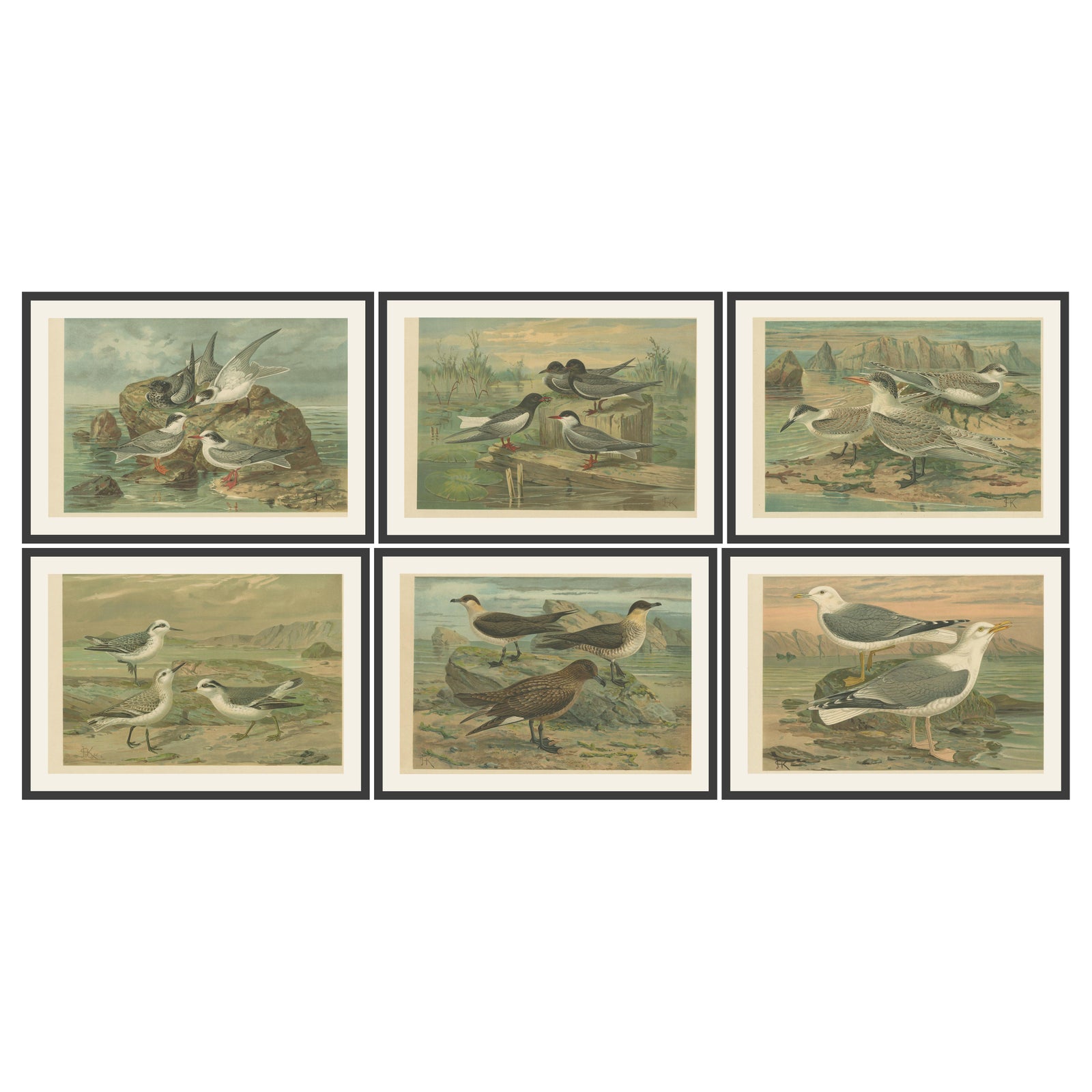 Set of Six Antique Chromolithographs of Seabirds, Gulls, Terns & Skuas, c.1890