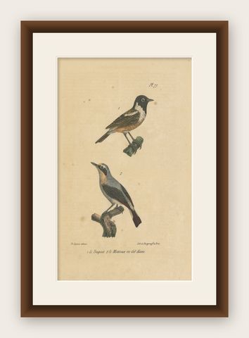 Pl. 77 Antique Bird Print of the Wheatear by Lejeune 'c.1830', shown framed