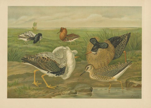Antique Bird Print of Ruffs and Reeves in Breeding Plumage, 19th Century, close-up 6