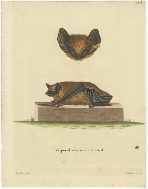 Elegance in Shadow: The Asian Parti-Colored Bat Engraved, 1775, view 2