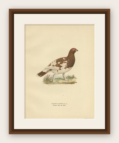 Antique Bird Print of the Willow Ptarmigan 'Female' by Von Wright '1929', shown framed