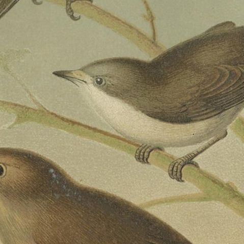 Antique Bird Print of the Black Cap, White Throat and Nightingale, circa 1880, close-up 2