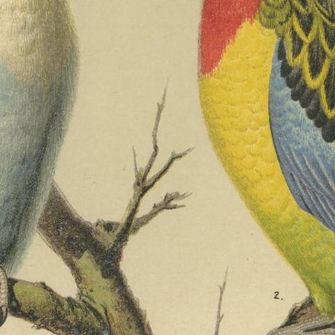 Antique Bird Print of Pale-Headed Rosella and Rosella Parrakeet, circa 1880, close-up 2