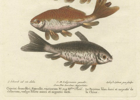 Exotic Goldfish of China: An 18th-Century Hand-Colored Copper Engraving, c.1773, close-up 2