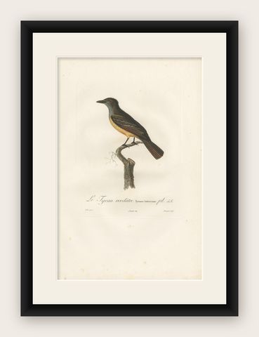 Antique Bird Print of a Tyrant Flycatcher by Vieillot, 1807, shown framed
