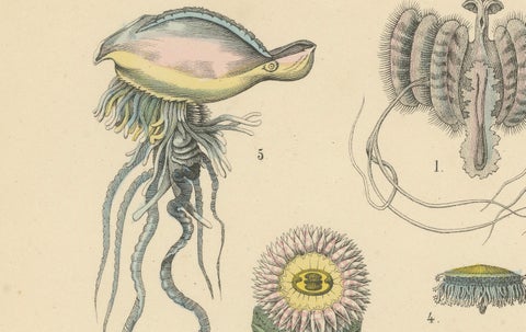 Corals & Jellyfish Print: Medusa, Anemone, Corals, Ctenophores, Antique 1867, close-up 6