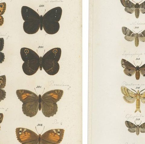 Set of 4 Antique Prints of Various Butterflies and Moths by Ramann, circa 1870, close-up 1