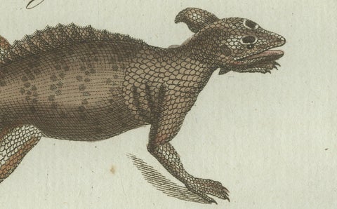 Original Antique Print of Exotic Lizards and Flying Dragon by Bertuch, c. 1800, close-up 1