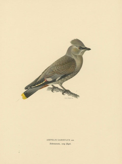 Ampelis Garrulus - Hand-colored Bohemian Waxwing Lithograph, 1927, close-up 4