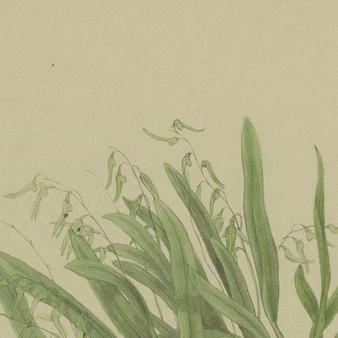 Antique Botany Print of the Pineapple Orchid, '1884', close-up 1
