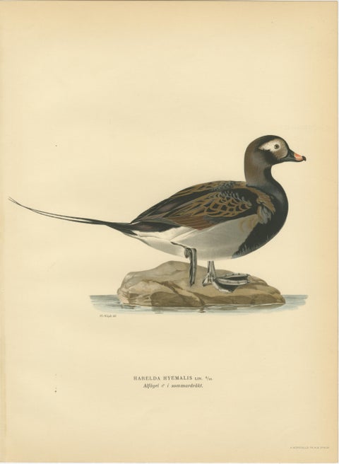 Long-Tailed Duck Pair, 1929 Swedish Ornithology Lithographs, Harelda hyemalis, view 2