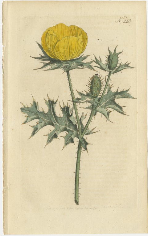 Set of 2 Antique Botany Prints - Prickly Poppy - Perennial Sunflower, view 3