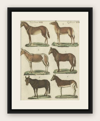 Print from a Rare Unknown Dutch work Showing Mules, Horses, Donkeys, etc., 1800, shown framed