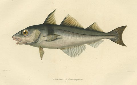Antique Ichthyology Print, Haddock (L’Égrefin) from Gaimard Voyage, 1842, close-up 3