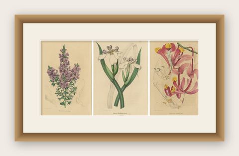 Set of 3 Antique Botany Prints, Mirbelia, Neomarica Northiana, Amherstia, 1849, shown framed