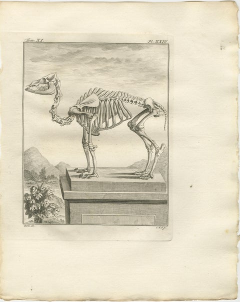 Pair of Antique Camel Anatomy Engravings, Buffon Scientific Plates 1769, view 3