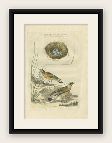 Antique Bird Print of The Northern Wheatear by Sepp & Nozeman, 1789, shown framed