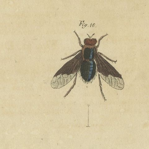 Eleven Flies and Hover Flies, Antique Bertuch Print, circa 1815, close-up 6