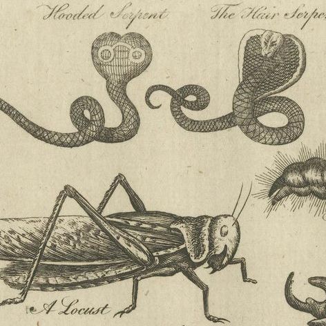 The Wonders of Nature: Exquisite 18th Century Engravings of Reptiles and Insects, close-up 6