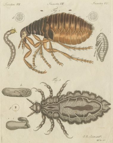 Flea and Louse Under the Microscope, Antique Bertuch Print, circa 1805