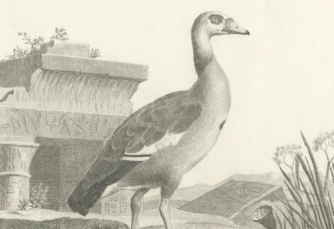 Engraving of Egyptian Goose by Nicolas Maréchal and S.C. Miger, 1808, close-up 3