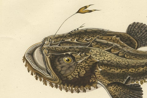 Antique Ichthyology Print, Anglerfish (Lophius piscatorius), Gaimard 1842, close-up 3