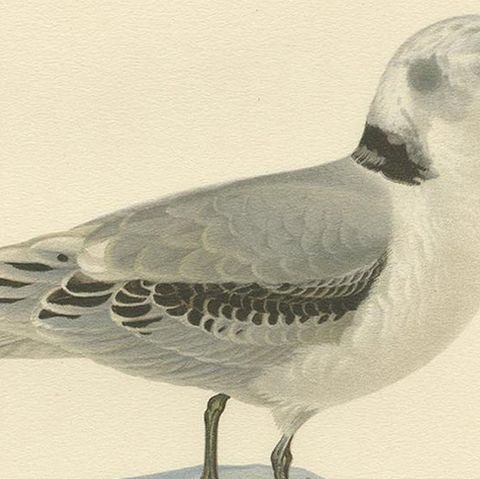 Antique Bird Print of the Black-Legged Kittiwake by Von Wright, 1929, close-up 2