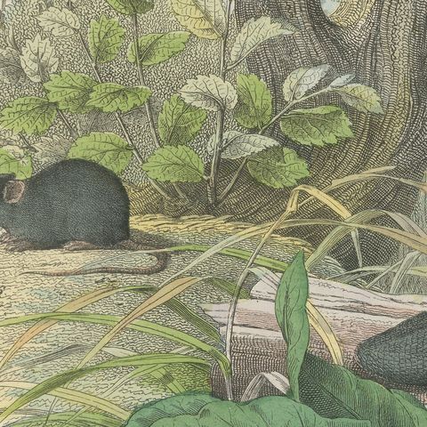 Antique Beaver and Red Squirrel Print with Hamster and Guinea Pig, circa 1890, close-up 4