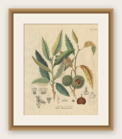 Antique Chestnut Botanical Print, Castanea Vesca, Hand Colored, c.1831, shown framed