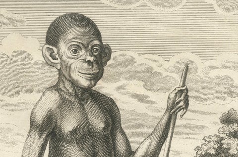 The Chimpanzee from Angola: Enlightenment Era Natural History Engraving, 1738, close-up 3