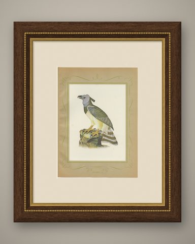 Harpy Eagle, Brazilian Bird Print, Descourtilz, 1944, shown framed